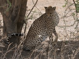 Bologonja_Seronera2009-69